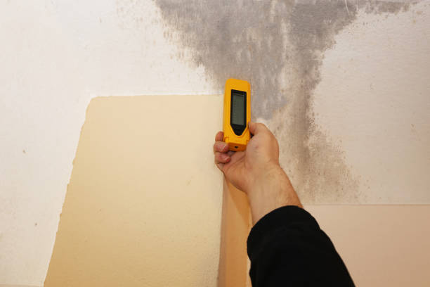 Mold Odor Removal Services in Elgin, MN
