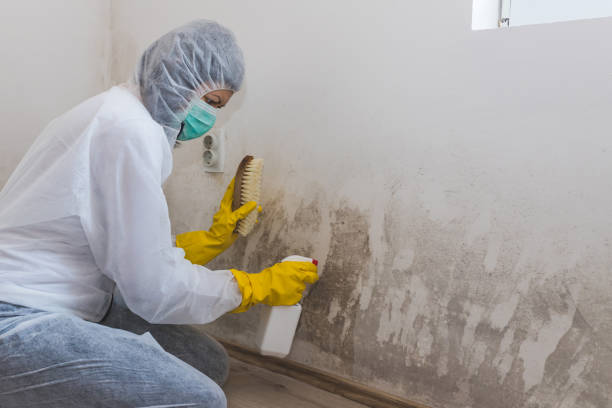 Best Air Quality Testing for Mold Spores  in Elgin, MN