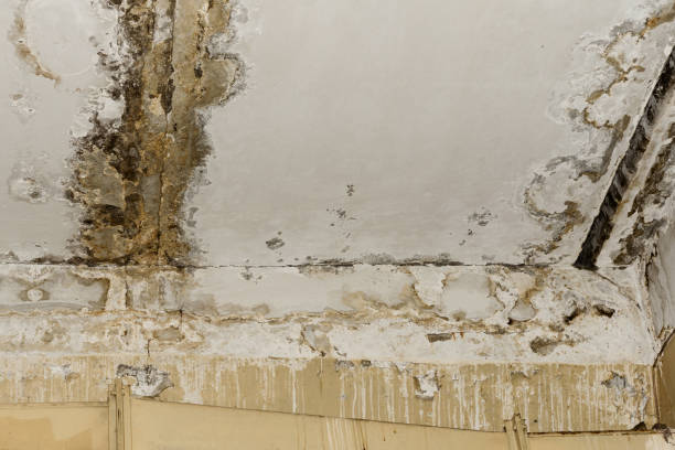 Best Airborne Mold Testing  in Elgin, MN