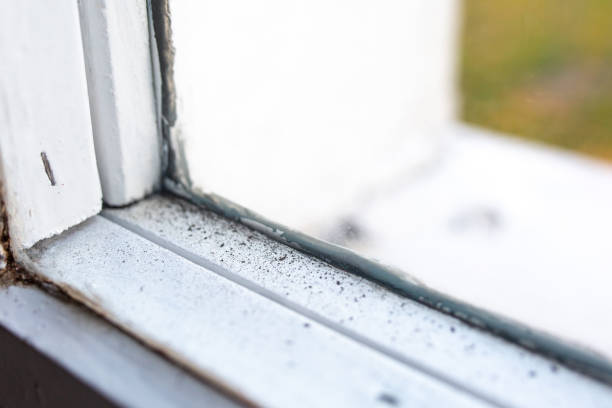Best Post-Construction Mold Inspection  in Elgin, MN