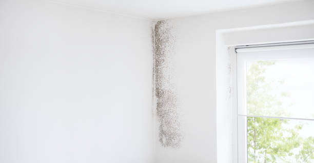 Best Forensic Mold Investigation  in Elgin, MN