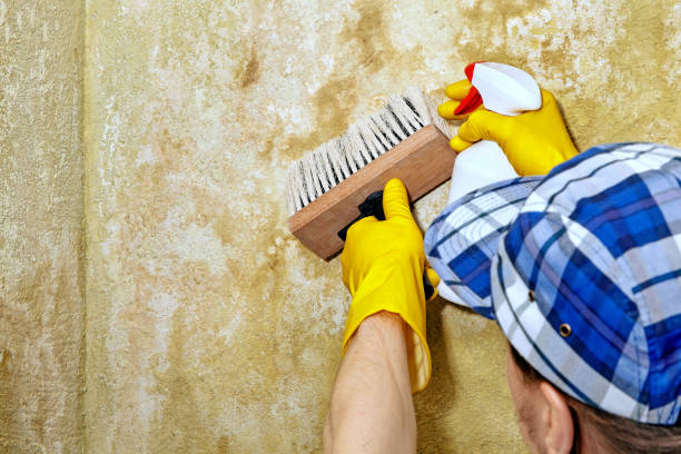 Best Comprehensive Air Testing for Mold Contaminants  in Elgin, MN