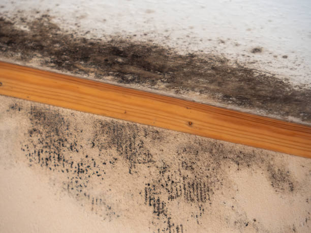 Elgin, MN Mold Removal Company