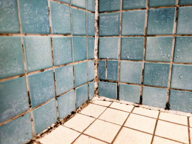 Best Mold Documentation for Insurance Claims  in Elgin, MN