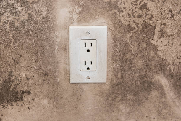 Best Black Mold Removal  in Elgin, MN