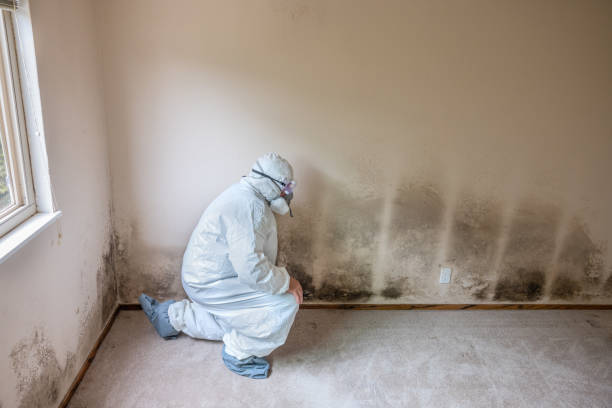 Best Biohazard Mold Removal  in Elgin, MN