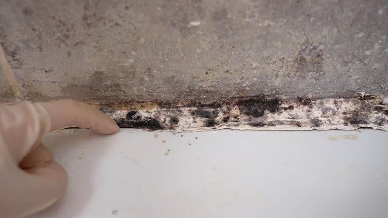 Best Mold Documentation for Insurance Claims  in Elgin, MN