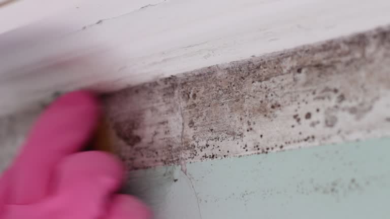Best Air Quality Testing for Mold Spores  in Elgin, MN